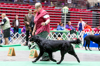 20140405 Sporting Group & Breeds
