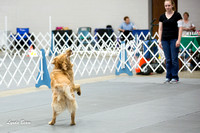 20120728 Obedience Open A (2)