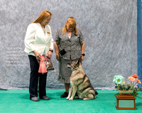 Dogshow 2023-07-01 NEINEA Shows 1 and 2--102610