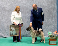Dogshow 2023-07-01 NEINEA Shows 1 and 2--101338