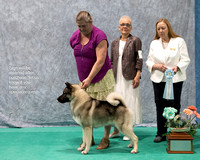 Dogshow 2023-07-01 NEINEA Shows 1 and 2--101752-2