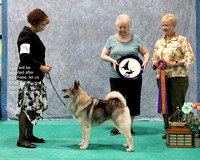 Dogshow 2023-07-01 NEINEA Shows 1 and 2--143930-2