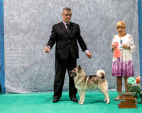 Dogshow 2023-07-02 NEINEA Win Photos Day 2--113650-4