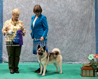 Dogshow 2023-07-01 NEINEA Shows 1 and 2--143040-2