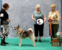 Dogshow 2023-07-01 NEINEA Shows 1 and 2--143952-2