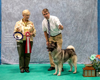 Dogshow 2023-07-01 NEINEA Shows 1 and 2--141641
