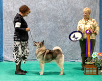 Dogshow 2023-07-01 NEINEA Shows 1 and 2--143620