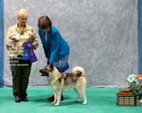 Dogshow 2023-07-01 NEINEA Shows 1 and 2--143124