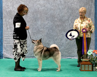 Dogshow 2023-07-01 NEINEA Shows 1 and 2--143622
