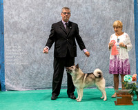 Dogshow 2023-07-02 NEINEA Win Photos Day 2--113654