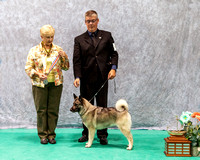 Dogshow 2023-07-01 NEINEA Shows 1 and 2--142150-2