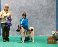 Dogshow 2023-07-01 NEINEA Shows 1 and 2--143423-2