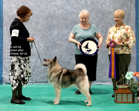 Dogshow 2023-07-01 NEINEA Shows 1 and 2--143924