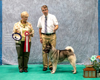 Dogshow 2023-07-01 NEINEA Shows 1 and 2--141806-2