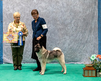 Dogshow 2023-07-01 NEINEA Shows 1 and 2--141303-2