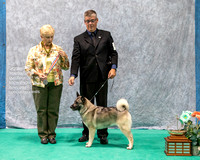 Dogshow 2023-07-01 NEINEA Shows 1 and 2--142150