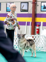 20230702 Veterans & Best of Breed Competition