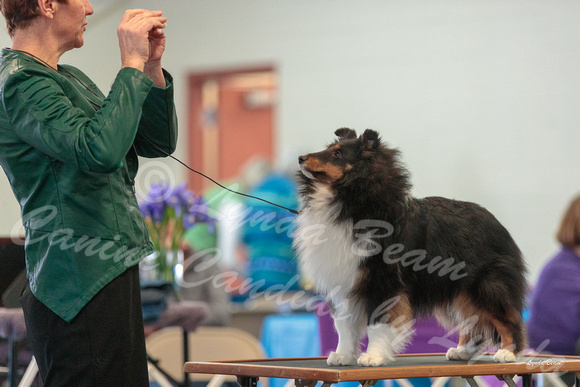 Dogshow 2018-03-03 CSSC Day 1--132819
