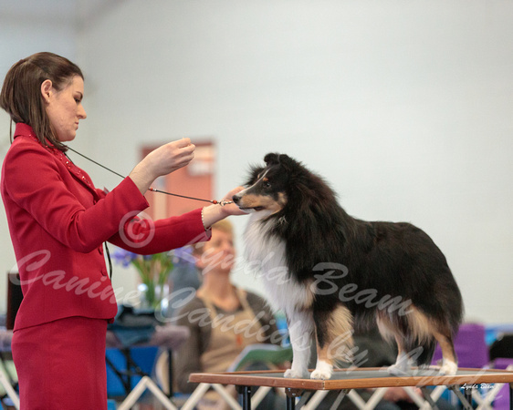 Dogshow 2018-03-04 CSSC Day 2 Candids--100530