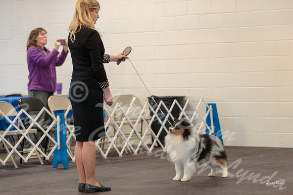 Dogshow 2018-03-04 CSSC Day 2 Candids--100706