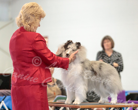Dogshow 2018-03-04 CSSC Day 2 Candids--100901