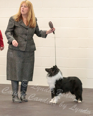 Dogshow 2018-03-04 CSSC Day 2 Candids--101259