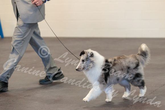 Dogshow 2018-03-04 CSSC Day 2 Candids--123240