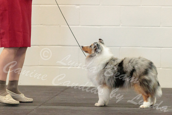 Dogshow 2018-03-04 CSSC Day 2 Candids--123429