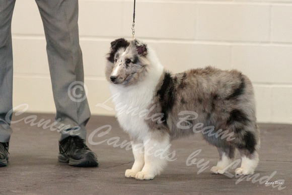 Dogshow 2018-03-04 CSSC Day 2 Candids--123446