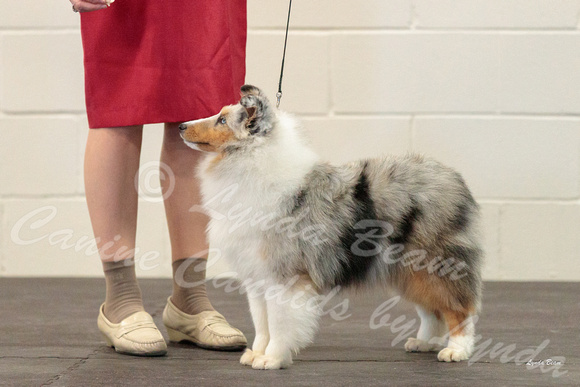Dogshow 2018-03-04 CSSC Day 2 Candids--123459