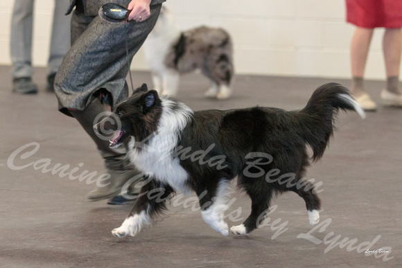 Dogshow 2018-03-04 CSSC Day 2 Candids--123527