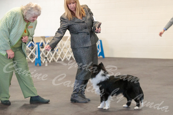 Dogshow 2018-03-04 CSSC Day 2 Candids--123530