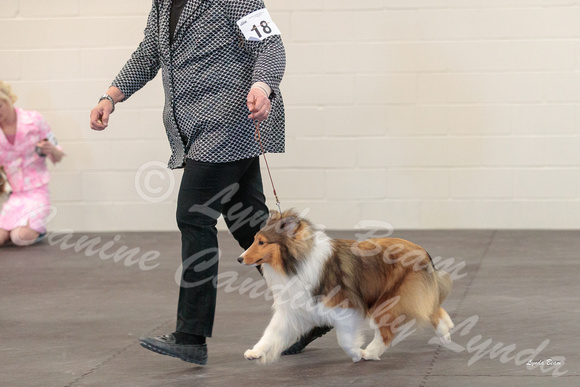 Dogshow 2018-03-04 CSSC Day 2 Candids--123931