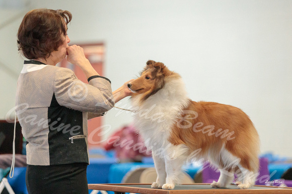 Dogshow 2018-03-04 CSSC Day 2 Candids--123948