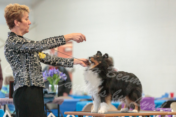 Dogshow 2018-03-04 CSSC Day 2 Candids--124103