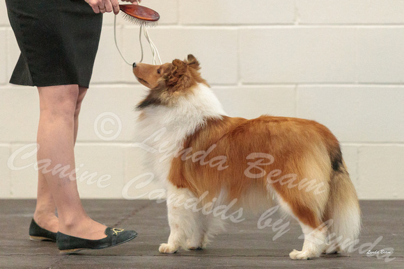 Dogshow 2018-03-04 CSSC Day 2 Candids--124129
