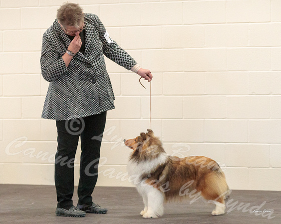 Dogshow 2018-03-04 CSSC Day 2 Candids--124135