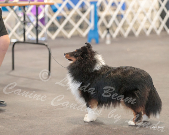 Dogshow 2018-03-04 CSSC Day 2 Candids--124219