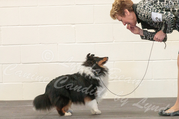 Dogshow 2018-03-04 CSSC Day 2 Candids--124237