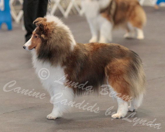 Dogshow 2018-03-04 CSSC Day 2 Candids--124335