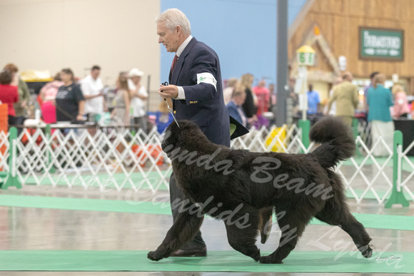 Dogshow 2018-06-16 Newfoundland Club of America I--083032