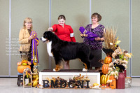 Dogshow 2023-10-29 BMDCNI Win Photos - Sun--143311-2