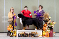 Dogshow 2023-10-29 BMDCNI Win Photos - Sun--143319-2