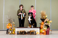 Dogshow 2023-10-29 BMDCNI Win Photos - Sun--121001