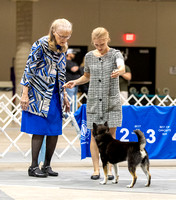 Dogshow 2023-10-20 Rapid City SD Day 1--135341