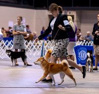 Dogshow 2023-10-20 Rapid City SD Day 1--140424
