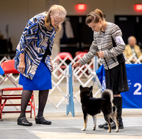 Dogshow 2023-10-20 Rapid City SD Day 1--123136
