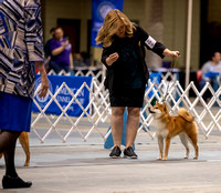 Dogshow 2023-10-20 Rapid City SD Day 1--120849