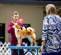 Dogshow 2023-10-20 Rapid City SD Day 1--121233