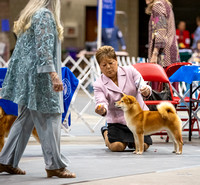 Dogshow 2023-10-21 NSCA and Rapid City--110533